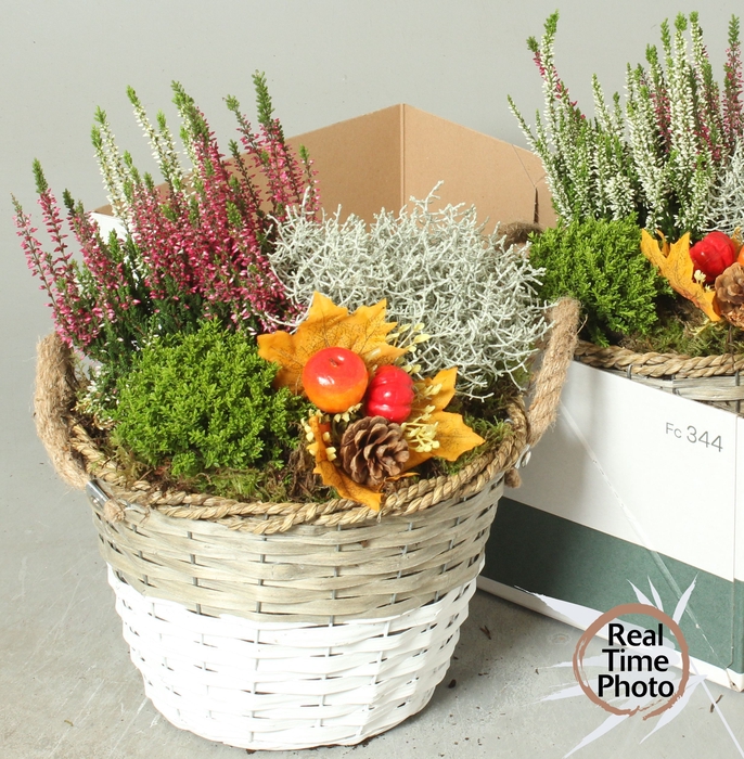 <h4>ARR TUINPLANTEN</h4>