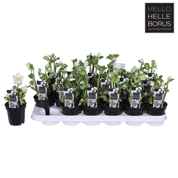 <h4>Helleborus niger 'Christmas Carol' P9 (Naked 7 knop+)</h4>