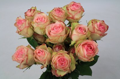 <h4>Rosa ec esperance</h4>