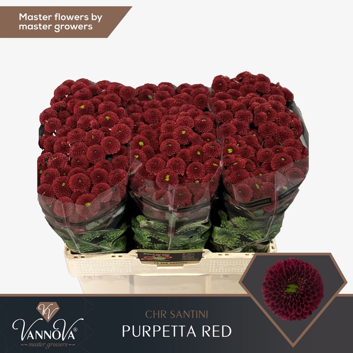 <h4>Chr S Purpetta Red</h4>