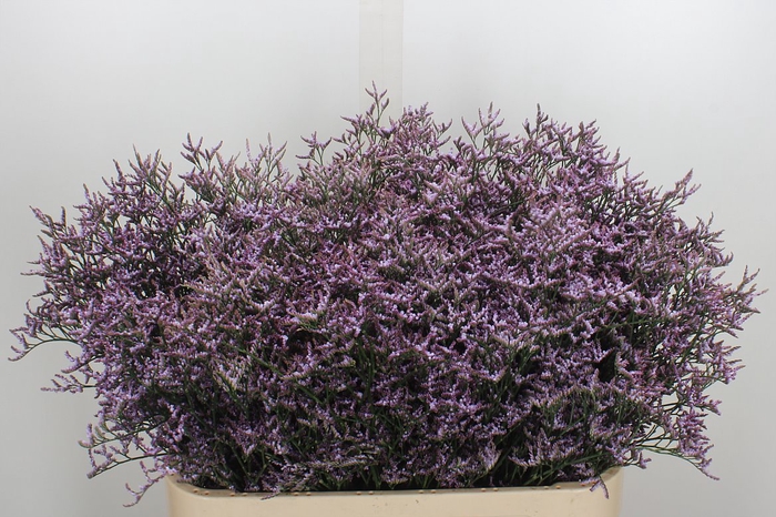 <h4>Lim Saf Lilac 40gr</h4>