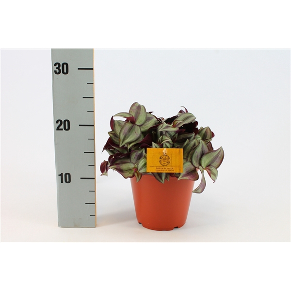 Tradescantia Fulminensis Yellow Hill vaso//pot cm.9//10