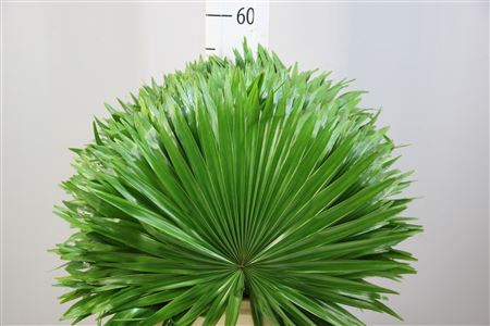 <h4>Livingstonia Rotundifolia</h4>