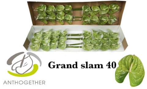 <h4>Anthurium grand slam</h4>