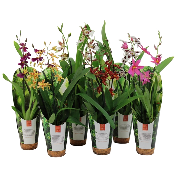 <h4>Inca Orchid mix 2-3 spike 9cm luxury cover</h4>