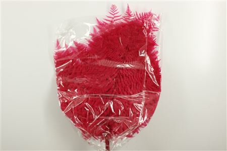 <h4>Pres Bracken Fern 10pc Cyclaam Bunch</h4>