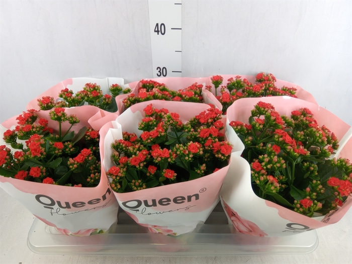 <h4>Kalanchoe  'RoseFlow Noelle'</h4>