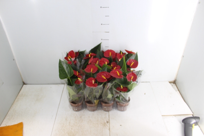 <h4>ANTHURIUM RED SUCCESS P09</h4>