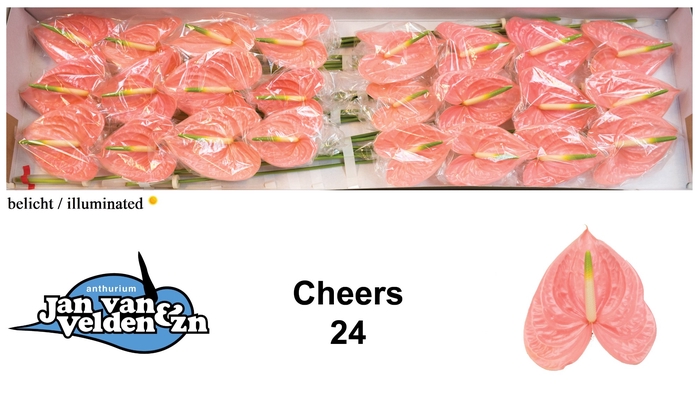 <h4>Cheers 24</h4>