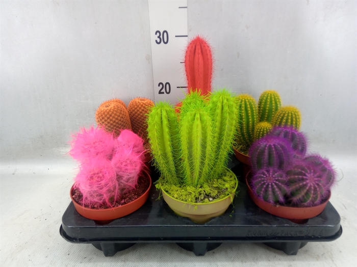 <h4>Cactus ...</h4>