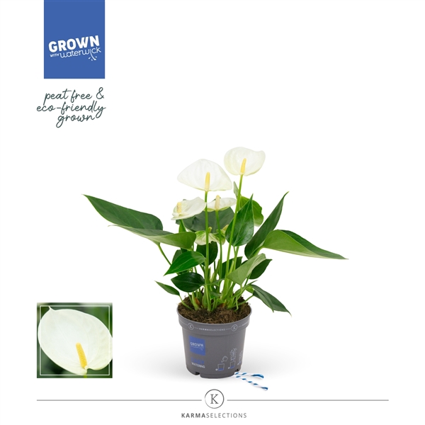 <h4>Anthurium - KARMA White | 9cm</h4>