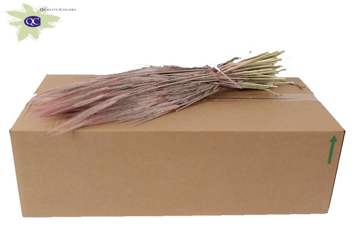 <h4>Hordeum per bunch frosted pink</h4>
