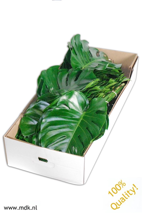 <h4>Leaf monstera</h4>