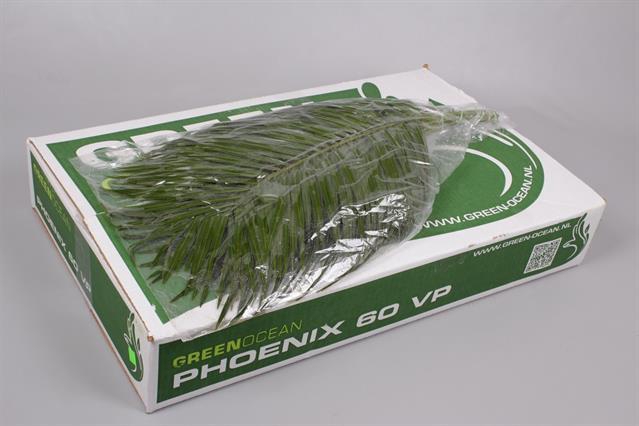 <h4>Leaf phoenix roebelenii vacuum Green Ocean</h4>