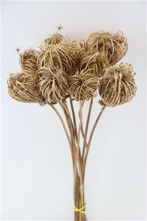 <h4>Dried Ammi Majus Natural Bunch</h4>