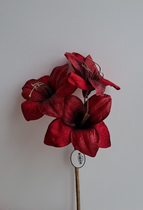 <h4>Af Amaryllis X3 L57cm Red</h4>