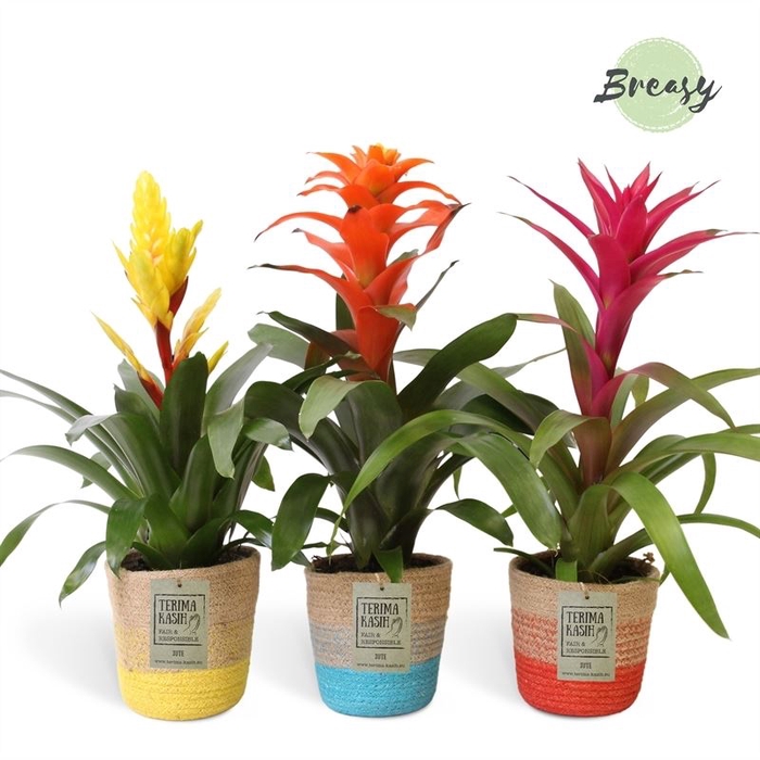 <h4>Bromelia ...</h4>