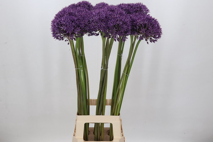 <h4>Allium Jackpot</h4>