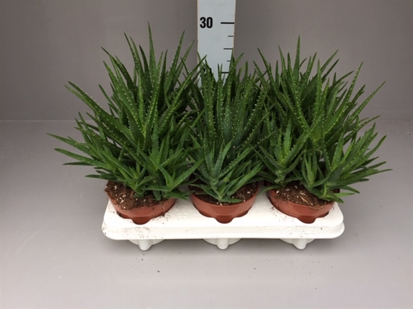 <h4>Aloe   ...</h4>