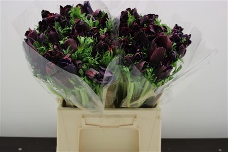 <h4>Anem Zwaar Bordeaux</h4>