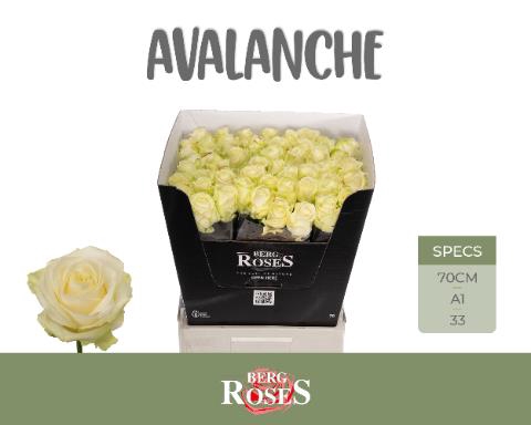 <h4>Rosa la avalanche+</h4>