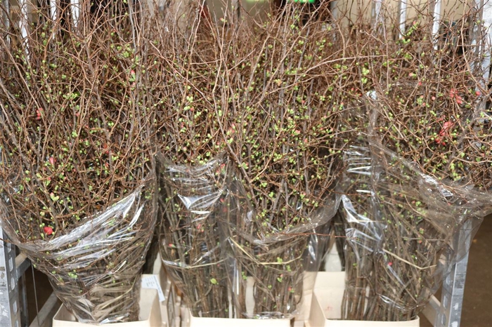 <h4>Chaenomeles Superba 150cm Extra</h4>