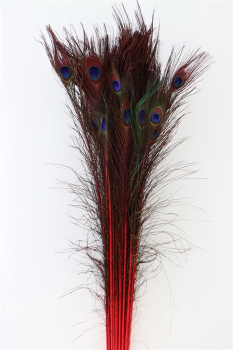 <h4>Deco Stem Feather Peacock Natural/red</h4>