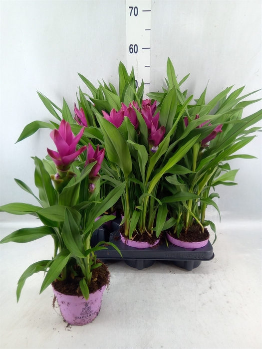 <h4>Curcuma Alism. 'siam Sublime'</h4>