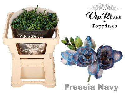 <h4>Freesia do paint navy</h4>