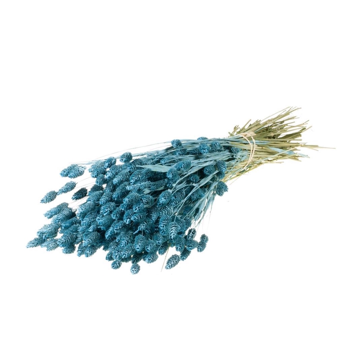 <h4>Phalaris sb blue misty</h4>