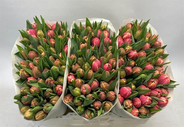 <h4>Tulipa do columbus</h4>