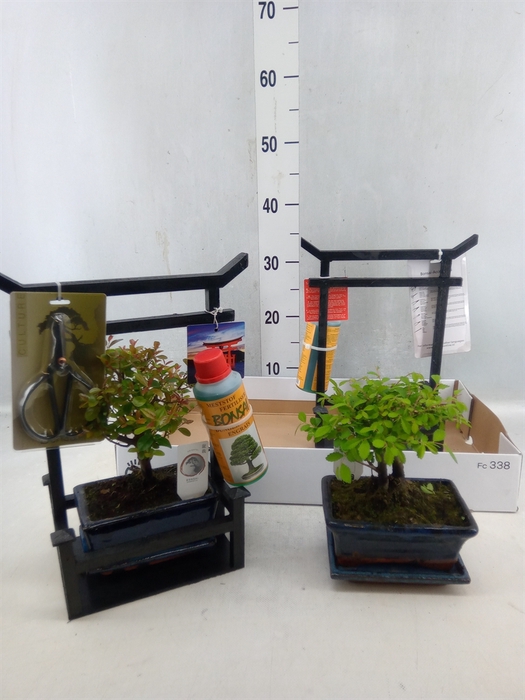 <h4>Bonsai ...mix</h4>