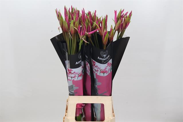 <h4>Nerine amarine bd anastasia</h4>
