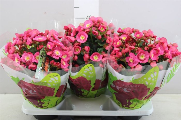 <h4>Begonia Hl Belove Rose A2</h4>