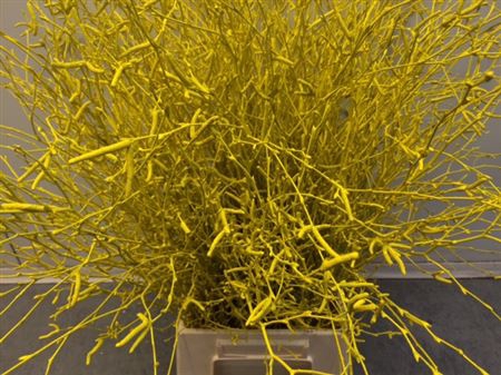<h4>Berkentak Yellow</h4>