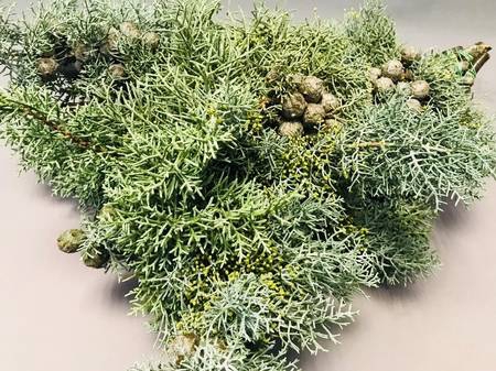<h4>Leaf conifer juniperus green</h4>