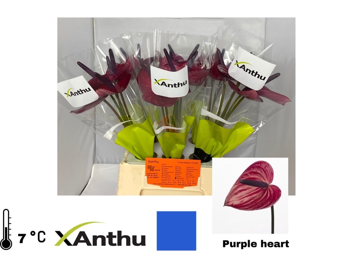 <h4>ANTH A Purple Heart water 30</h4>