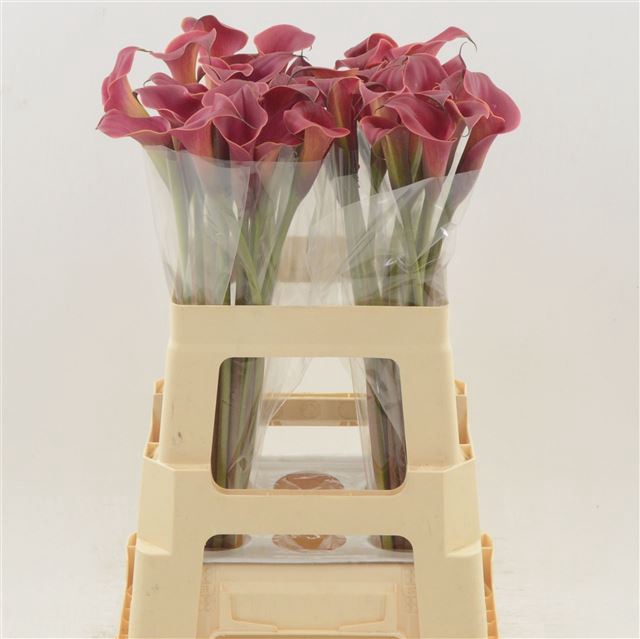 <h4>Zantedeschia red charm</h4>