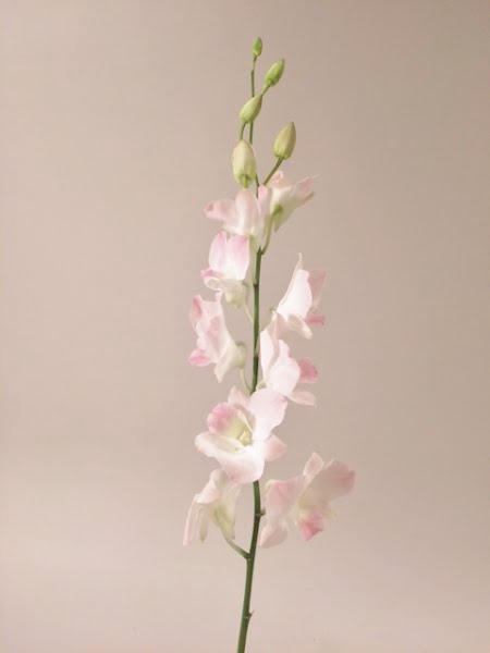 <h4>Dendrobium sweet lady</h4>