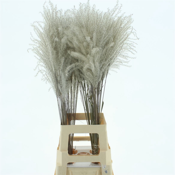 <h4>Dried Stipa Feather Natural (fijn)</h4>