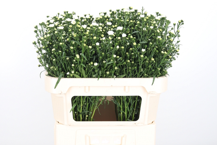 Wendy harper vita. Pretty wendy. Астер претти. Pretty wendy. Pretty wendy.