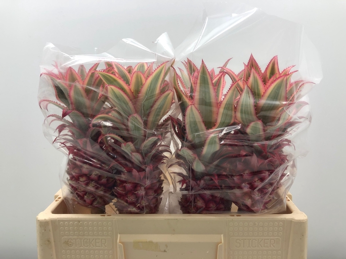 <h4>ANANAS OV</h4>