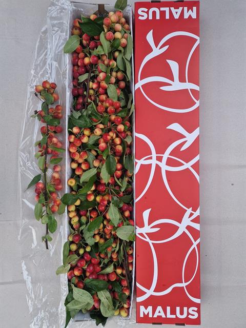 <h4>Malus gorgeous</h4>