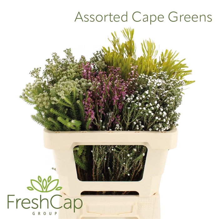 <h4>Assorted Cape Greens</h4>