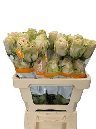 <h4>Rosa ec garden spirit</h4>