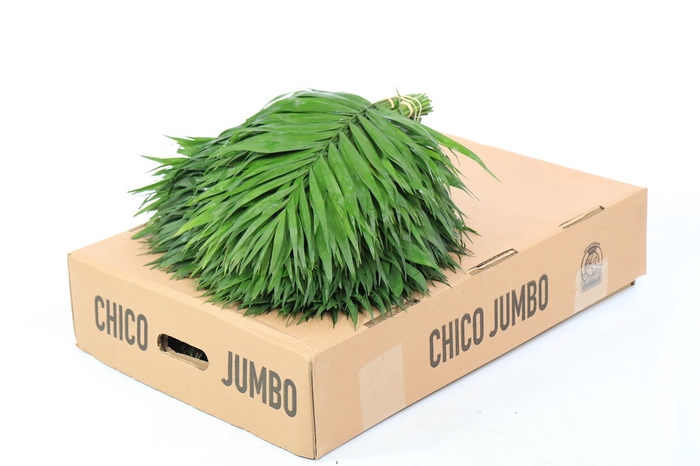 <h4>Chico Jumbo Box</h4>