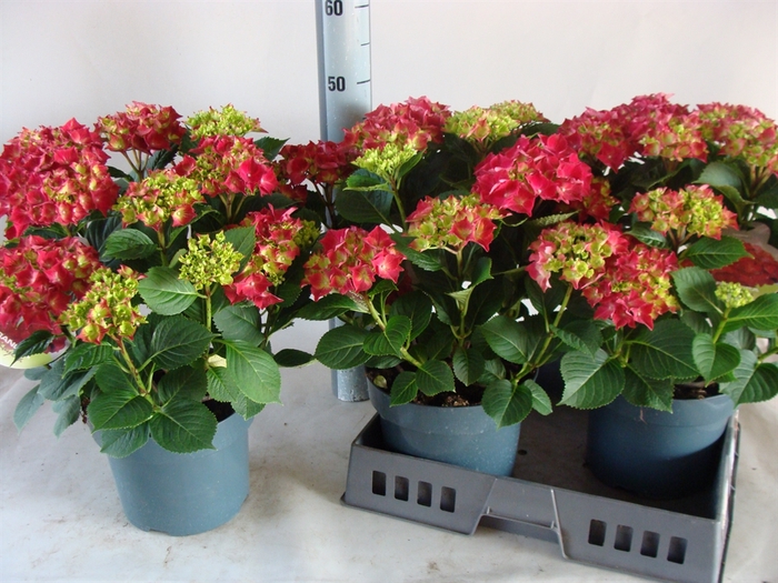 <h4>Hydrangea Mac.</h4>