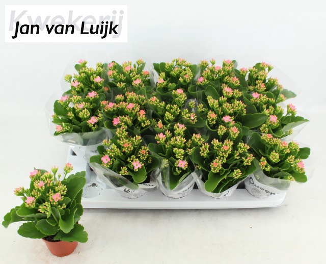 <h4>KALAN EN MORNE PINK</h4>