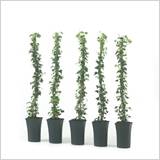 Hedera 80 / 100 cm