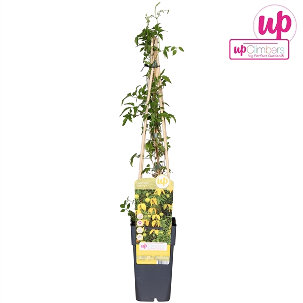 <h4>Clematis tangutica P15</h4>